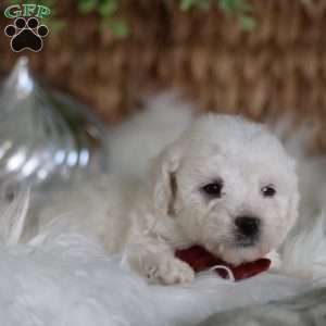 Tiny-Rudolph, Bichon Frise Puppy